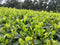 Iba Yu Tea Garden: 2023 Tanegashima Single Cultivar Sencha - Kuritawase (micro batch, limited)