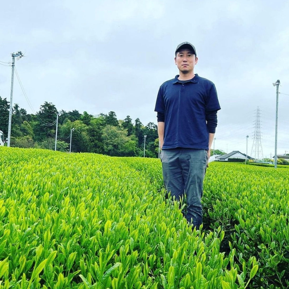 Shuchi Tea Garden: 2024 Fukamushicha Green Tea, Kirari 31 Single Cultivar, Nihoncha Awards Platinum Medal Winner, Refined by Osada Tea  きらり31深蒸し茶