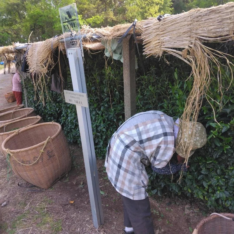 Kuma Tea Garden FK040: Heritage Grade Yame Matcha Saemidori (20g)