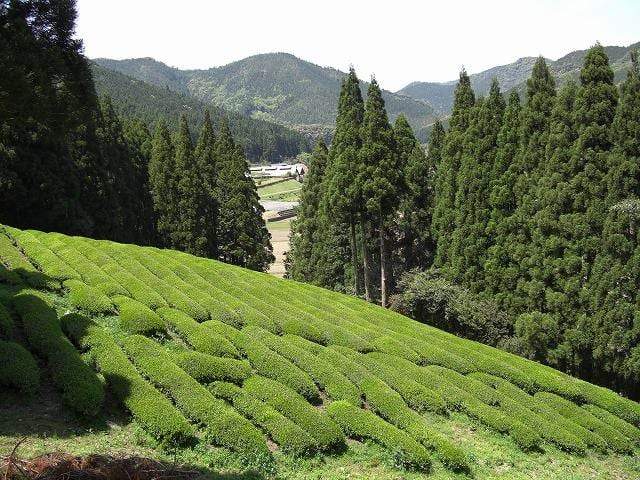 Kajihara Tea Garden: #01 2022 Densho Premium, Kamairicha Green Tea from Kumamoto 伝承プレミアム 釜炒り茶 - Yunomi.life