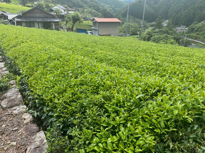 Kiyosawa Tea Gardens: Shizuoka Spring Asamushi Sencha by Farmer Sugiyama Yachiyo - Yunomi.life