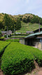 Kiyosawa Tea Gardens: Shizuoka Spring Kukihojicha Roasted Green Tea Leaf Stems by Farmer Kajiyama Yukako - Yunomi.life