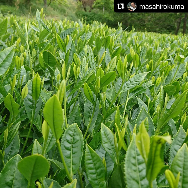 Kuma Tea Garden: Yamecha Mountain-Grown First Flush Spring Benifuuki Black Tea. - Yunomi.life