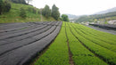 Nakai Tea Farm: 2022 Yabukita Fukamushicha from Wazuka, Kyoto. Grown Without Pesticides - Yunomi.life