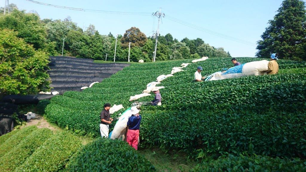 Nakai Tea Farm: Premium Yabukita Sencha from Wazuka Kyoto. Grown Without Pesticides - Yunomi.life