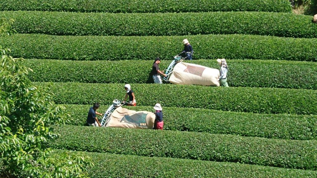 Nakai Tea Farm: Premium Yabukita Sencha from Wazuka Kyoto. Grown Without Pesticides - Yunomi.life