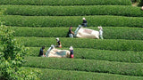 Nakai Tea Farm: Premium Yabukita Sencha from Wazuka Kyoto. Grown Without Pesticides - Yunomi.life