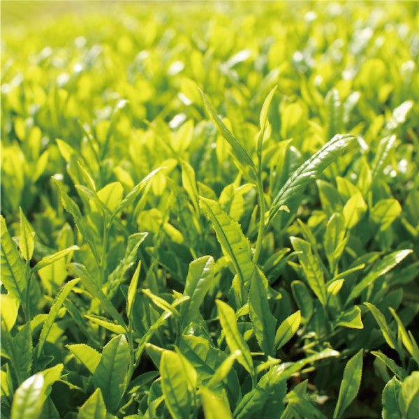 NaturaliTea #02: 2022 Hachijyuhachiya Sencha Green Tea, Spring Midori First Flush 有機八十八夜摘み 春の香みどり - Yunomi.life