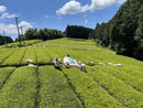 NaturaliTea: Genmaicha Brown Rice Green Tea, Grown Pesticide Free 無農薬茶：玄米茶 - Yunomi.life