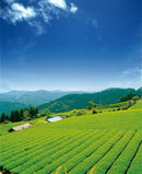 Osada Tea: Organic Kamairicha Ichouka (Withered, Pan-Fired Green Tea) From Shizuoka, Zairai 有機釜炒り茶 - Yunomi.life