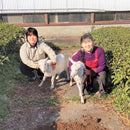 Tarui Tea Farm: 2022 Organic Sencha Kiriyama Mushin Single Cultivar Shizu 7132 有機 霧山無心 - Yunomi.life