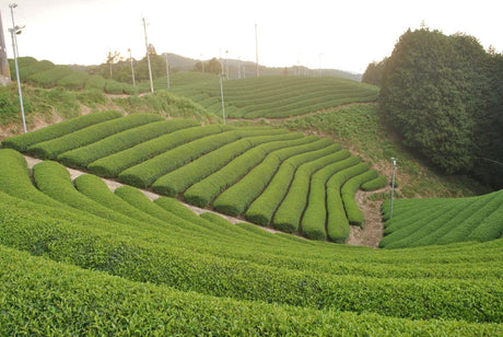 Uejima Tea Farm: Uji Matcha "Tempaku" 30g, (Uji Hikari/Samidori) Imperial Ceremonial Grade 京都宇治和束茶 抹茶 天伯 - Yunomi.life