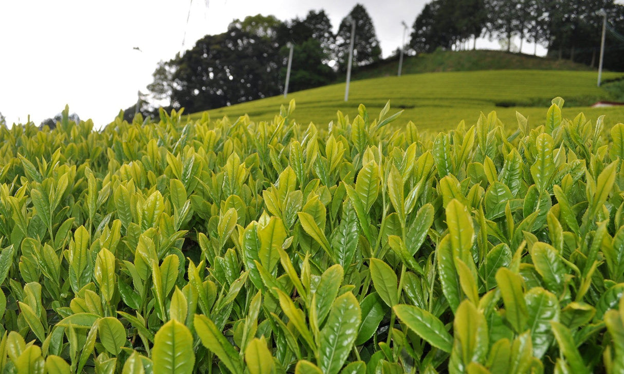 Zenkouen Tea Garden: #14 Japanese Black Tea (tea bags) (JAS Organic) - Yunomi.life